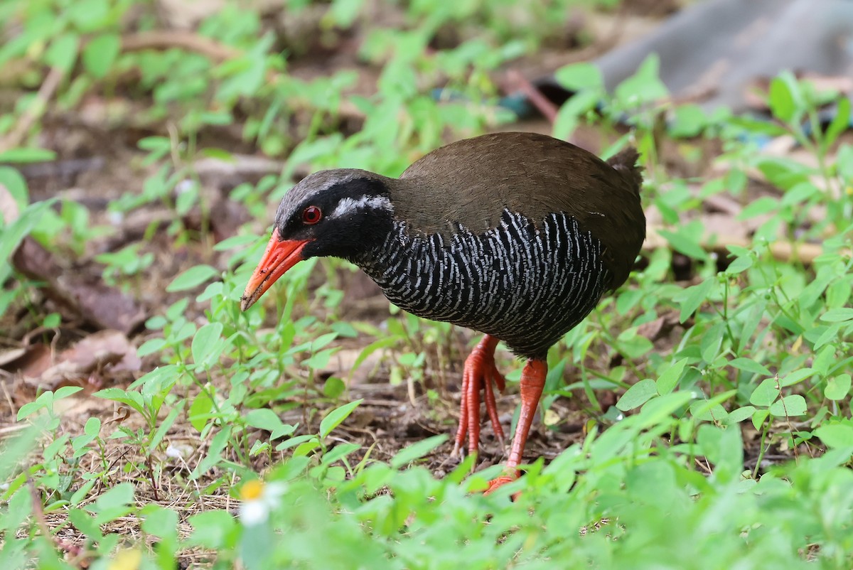 Okinawa Rail - ML641546733