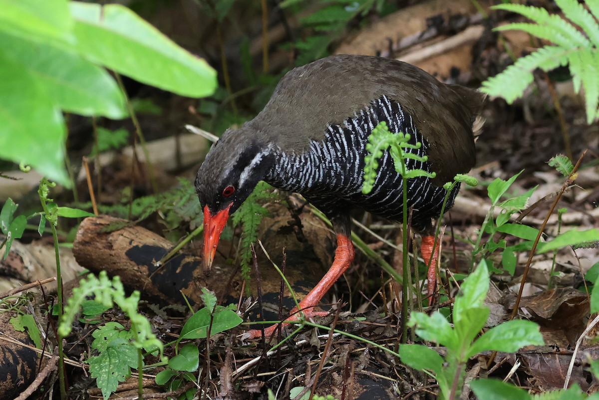 Okinawa Rail - ML641546734