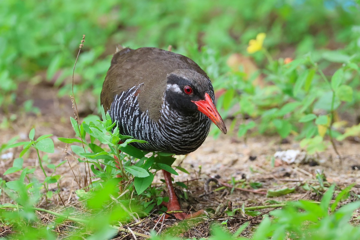 Okinawa Rail - ML641546735