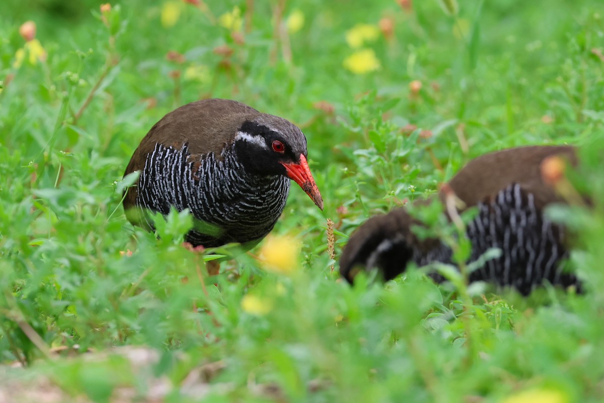 Okinawa Rail - ML641546736