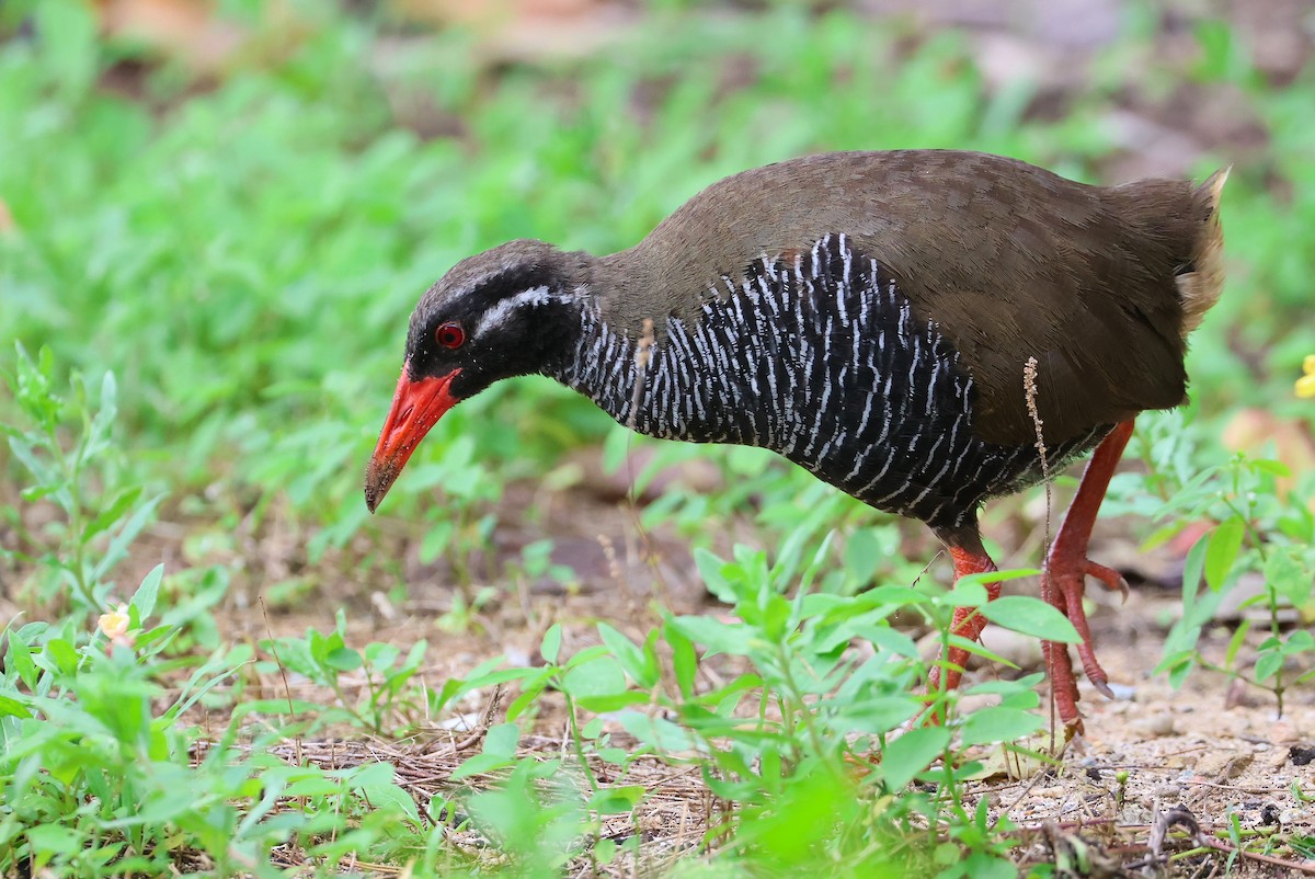 Okinawa Rail - ML641546737