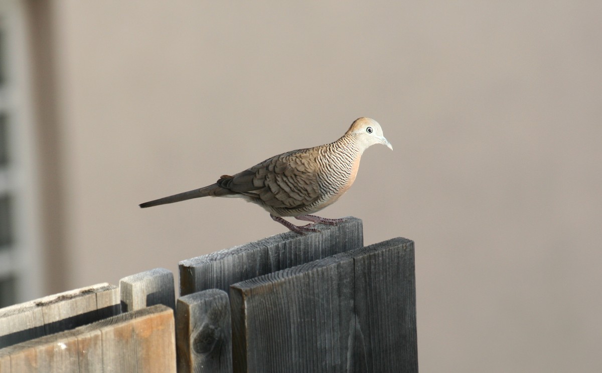 Zebra Dove - ML641546738