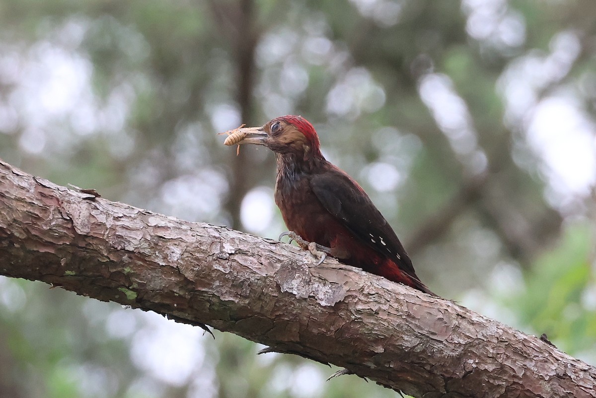 Okinawa Woodpecker - ML641546743