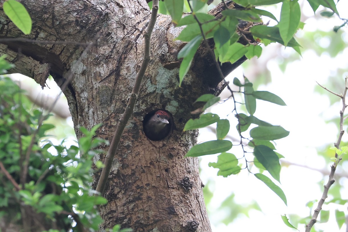 Okinawa Woodpecker - ML641546744