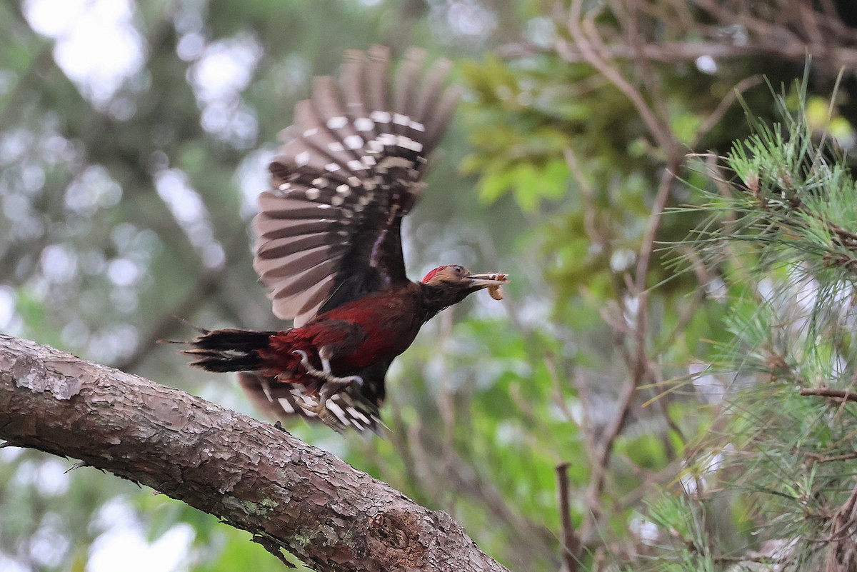 Okinawa Woodpecker - ML641546745
