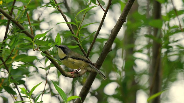 Bar-throated Apalis - ML641546751