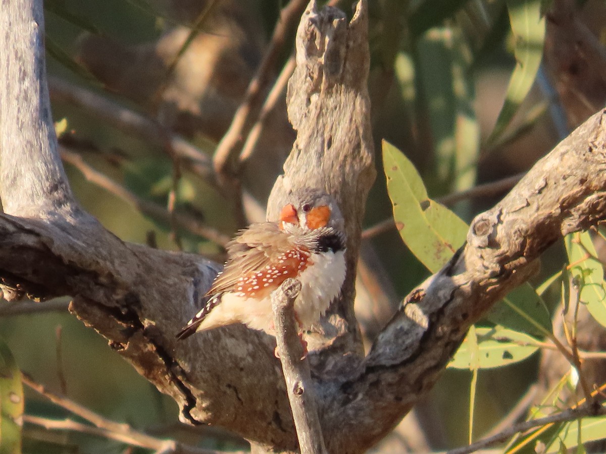 Zebra Finch - ML641546758