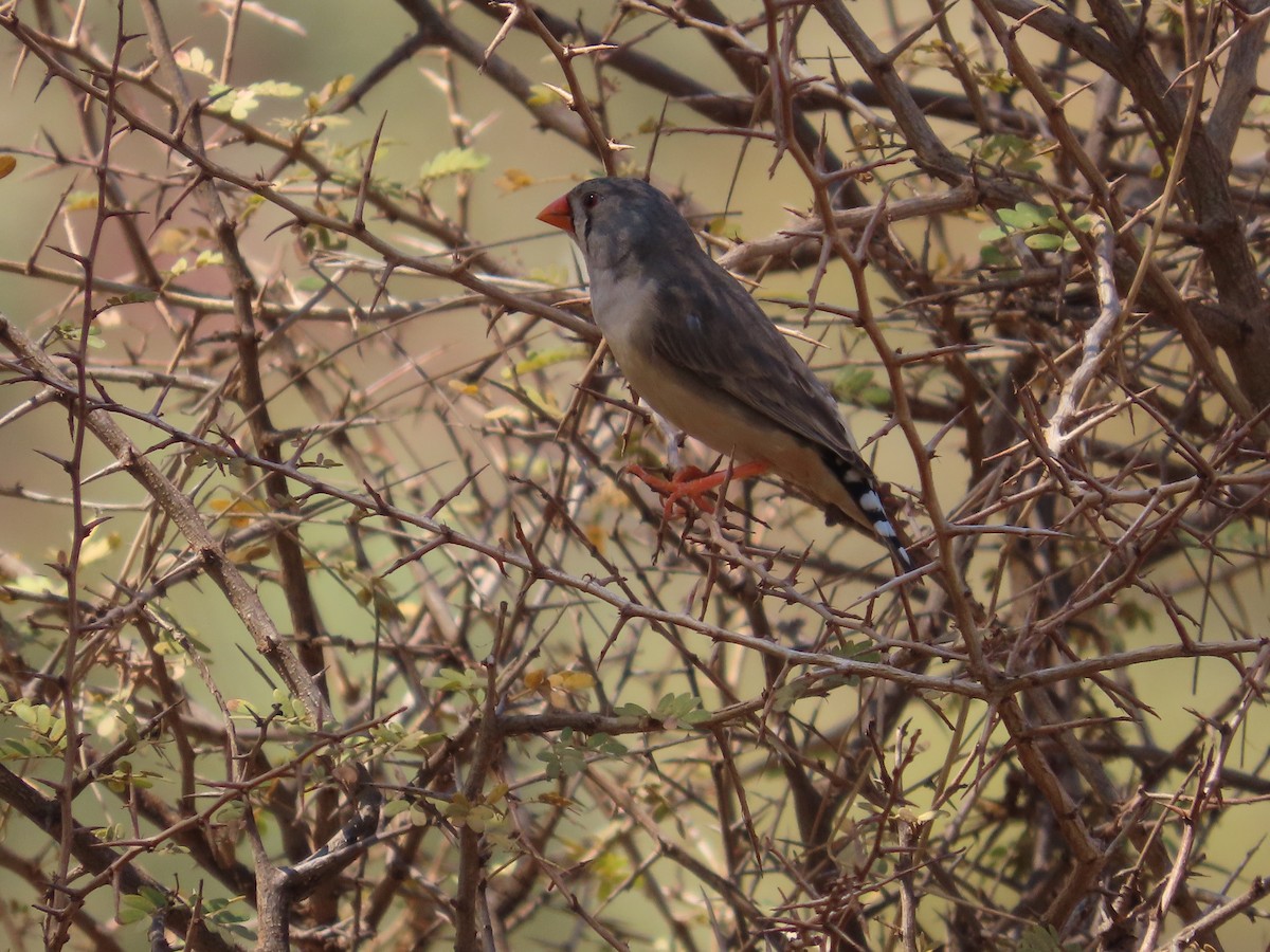 Zebra Finch - ML641546759