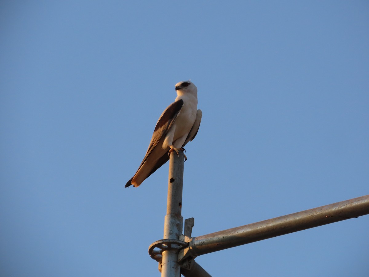 Black-shouldered Kite - ML641546782