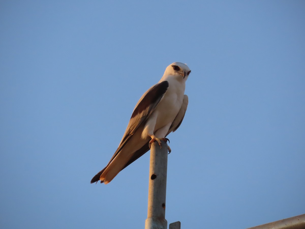 Black-shouldered Kite - ML641546783
