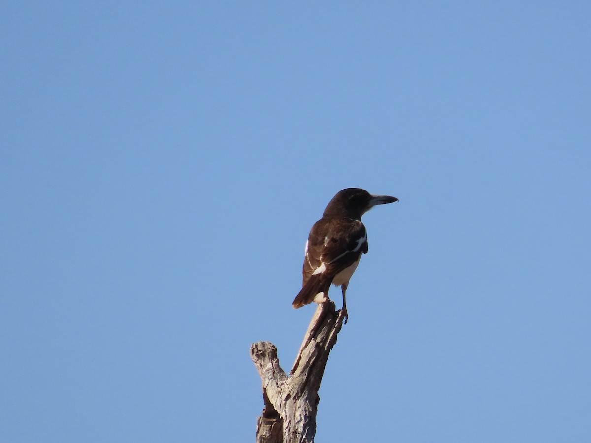Pied Butcherbird - ML641546789