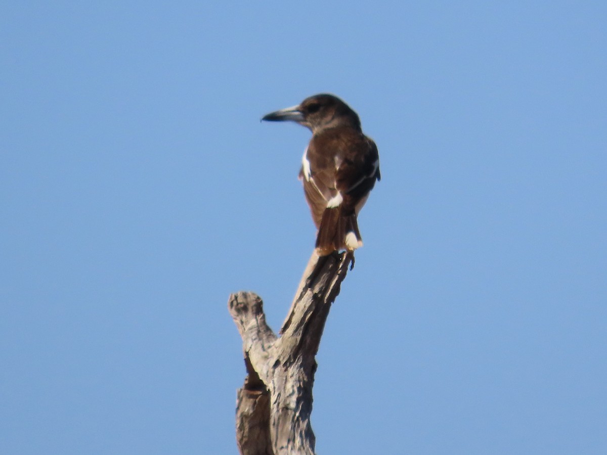 Pied Butcherbird - ML641546790