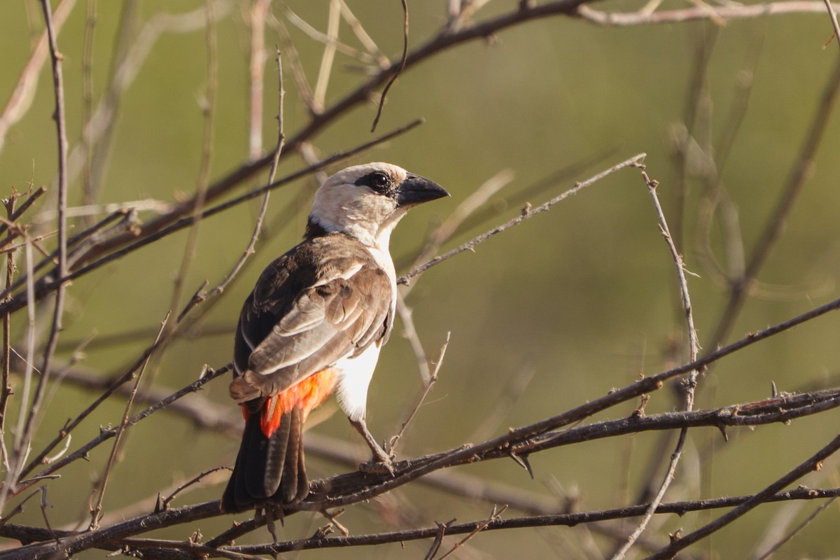 White-headed Buffalo-Weaver - ML641546823
