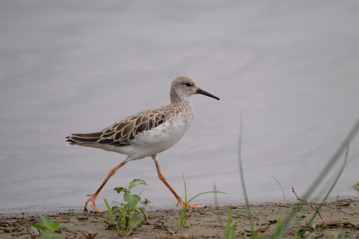 Ruff - ML641546837