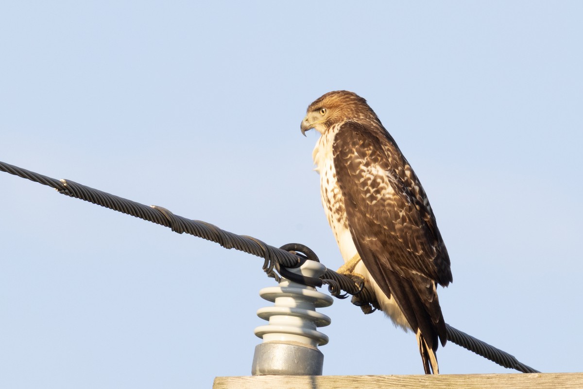 Red-tailed Hawk - ML641546848