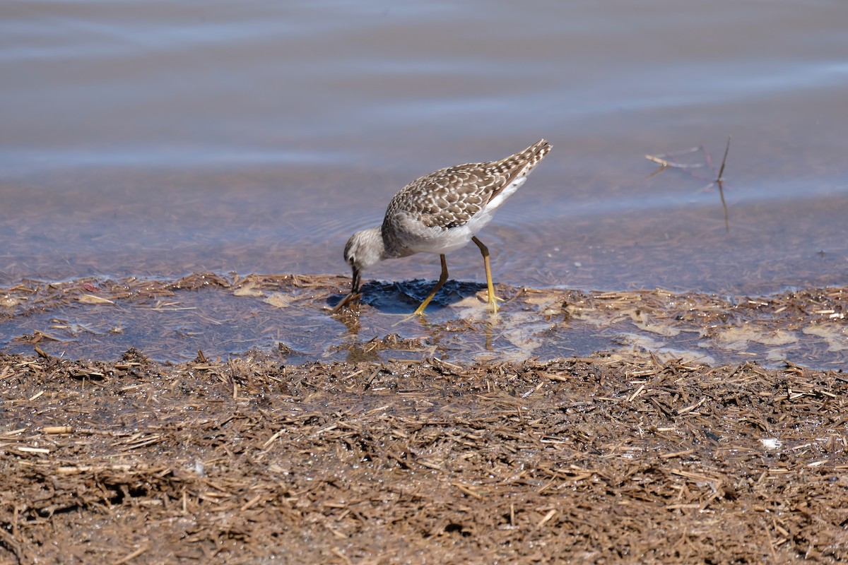 Wood Sandpiper - ML641546850