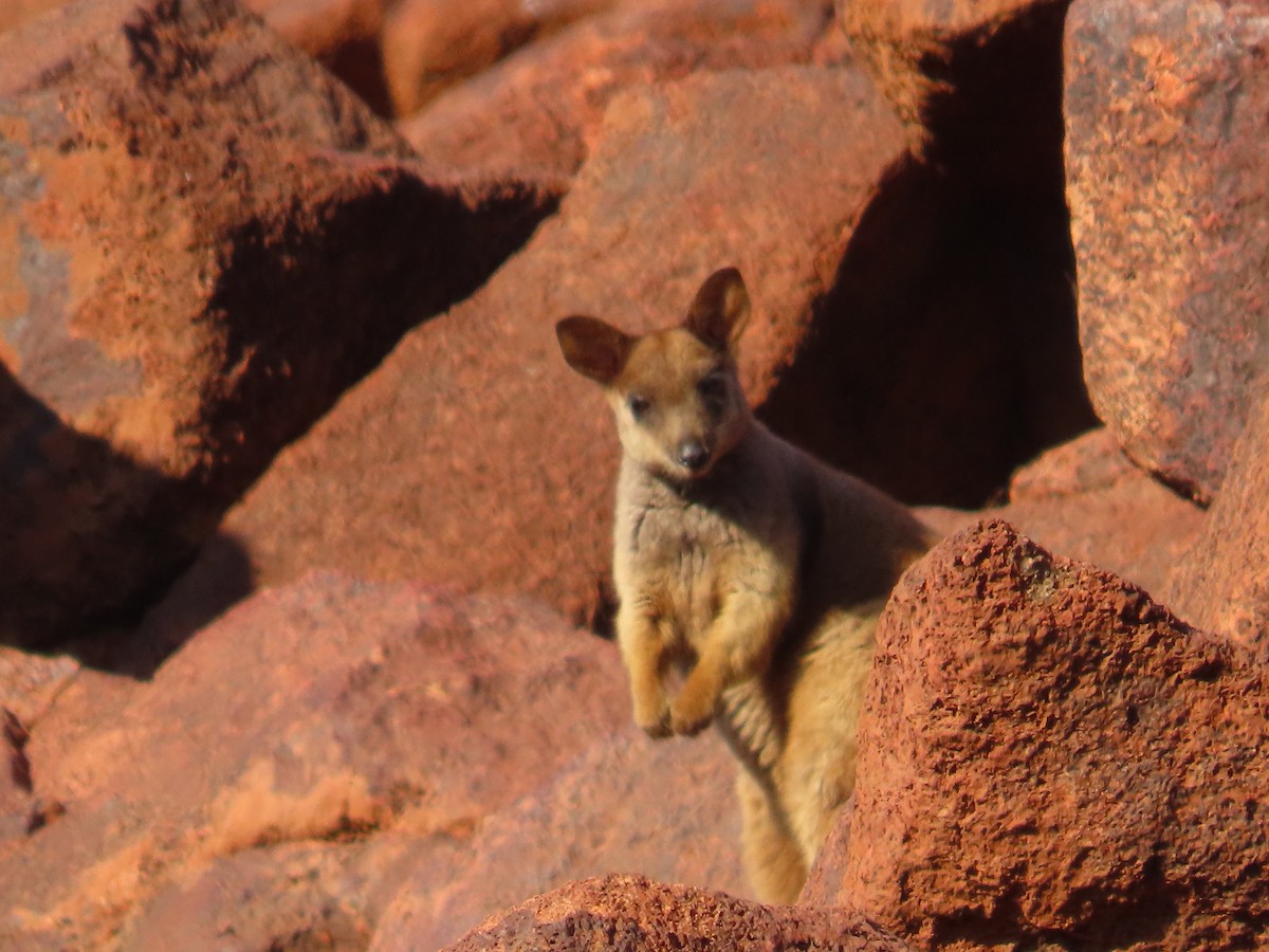 Rothschild's Rock Wallaby - ML641546941