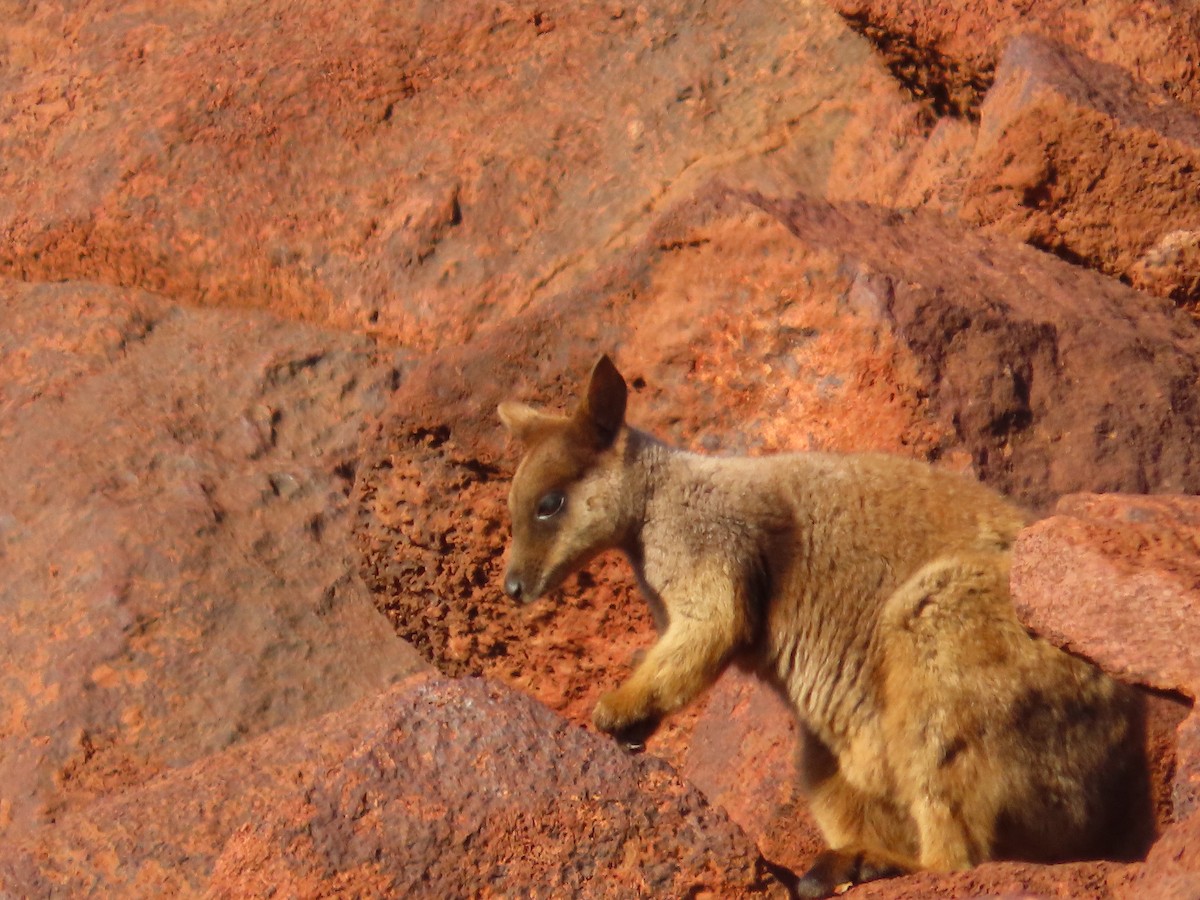 Rothschild's Rock Wallaby - ML641546942