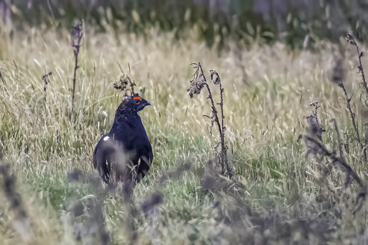 Black Grouse - ML641546979