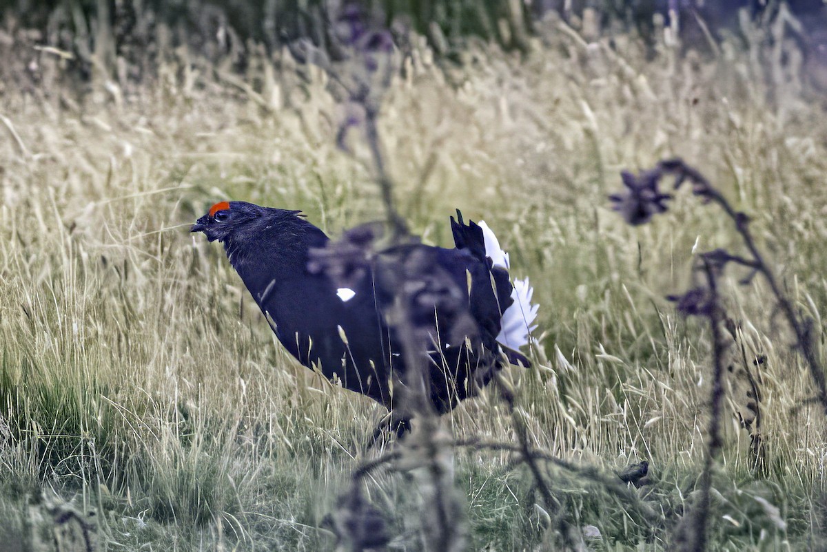 Black Grouse - ML641546984