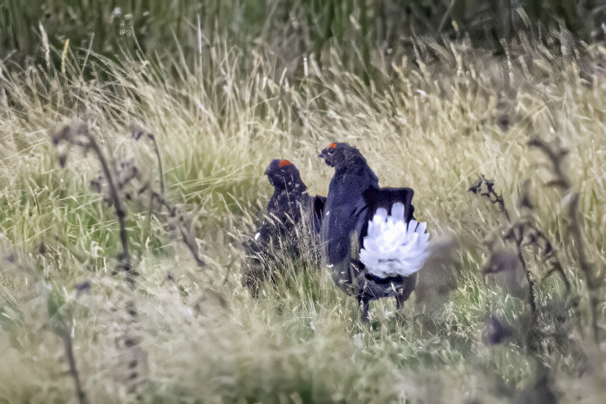 Black Grouse - ML641546989