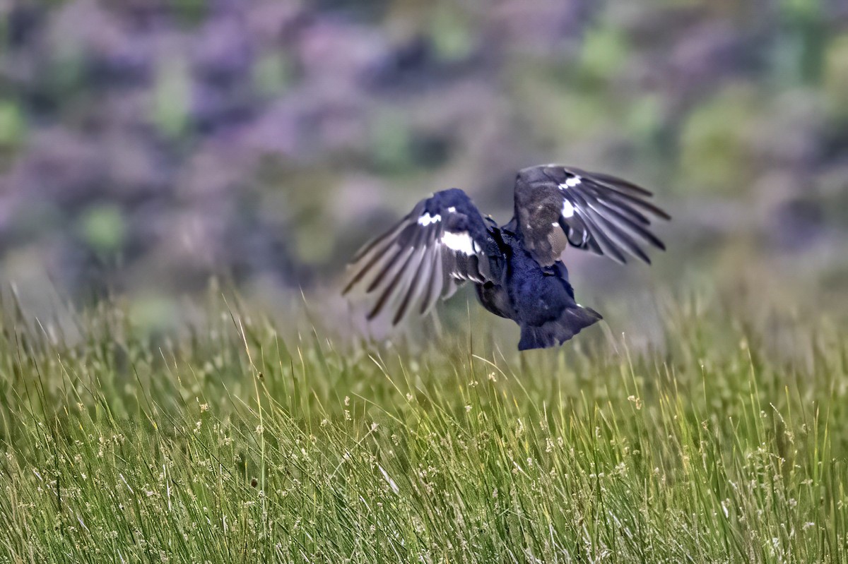 Black Grouse - ML641546993