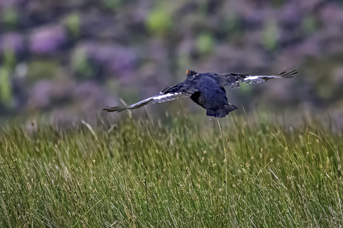 Black Grouse - ML641546997