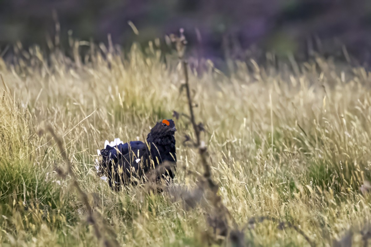 Black Grouse - ML641547003
