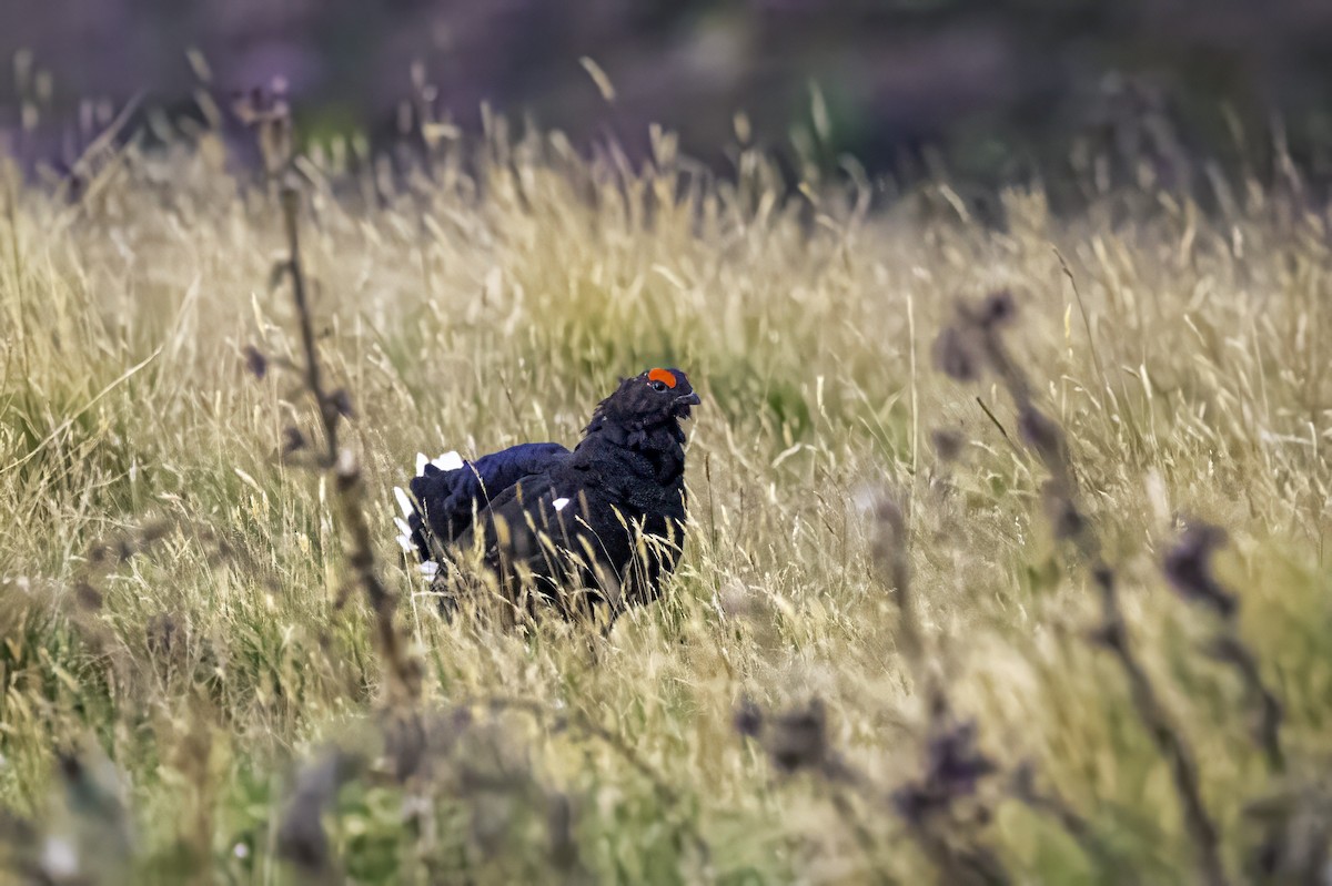 Black Grouse - ML641547011