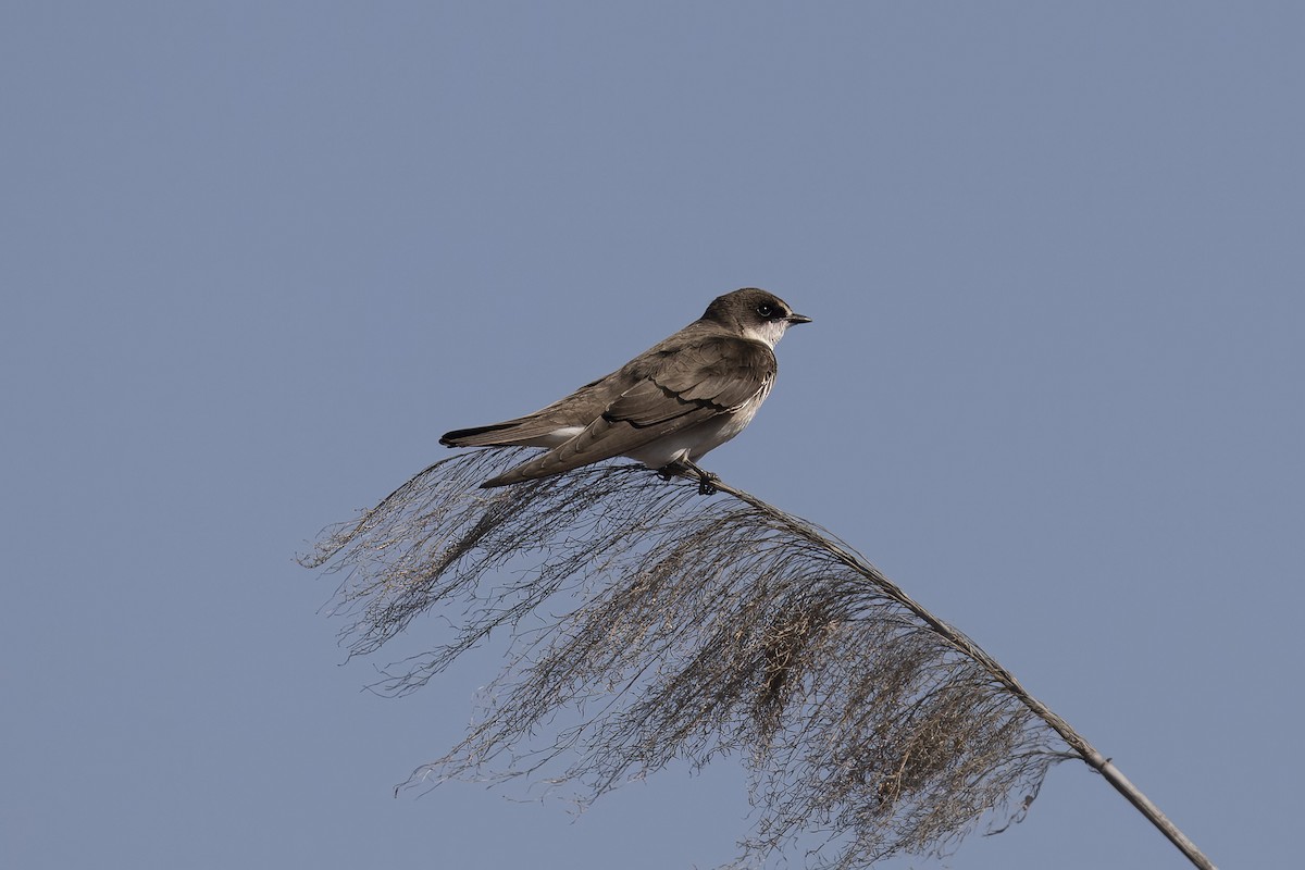 Banded Martin - ML641547019
