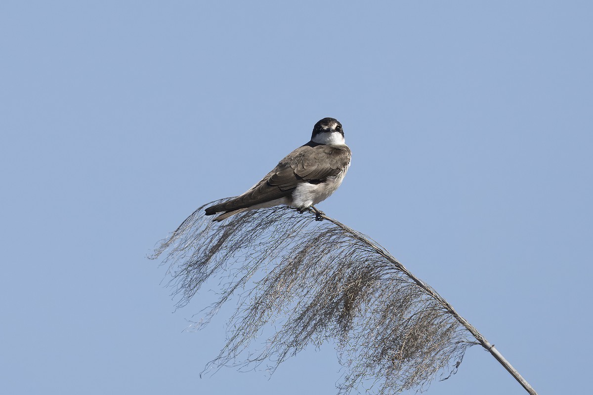 Banded Martin - ML641547020
