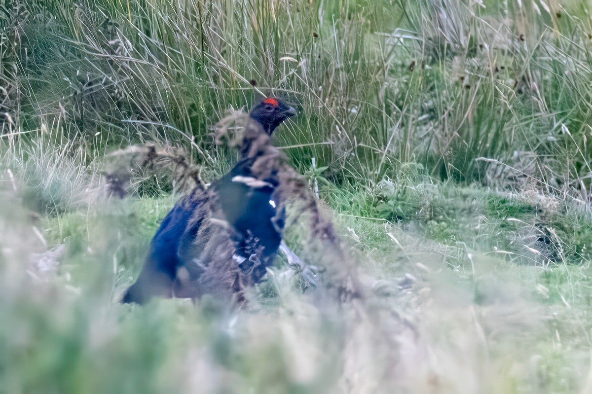 Black Grouse - ML641547026