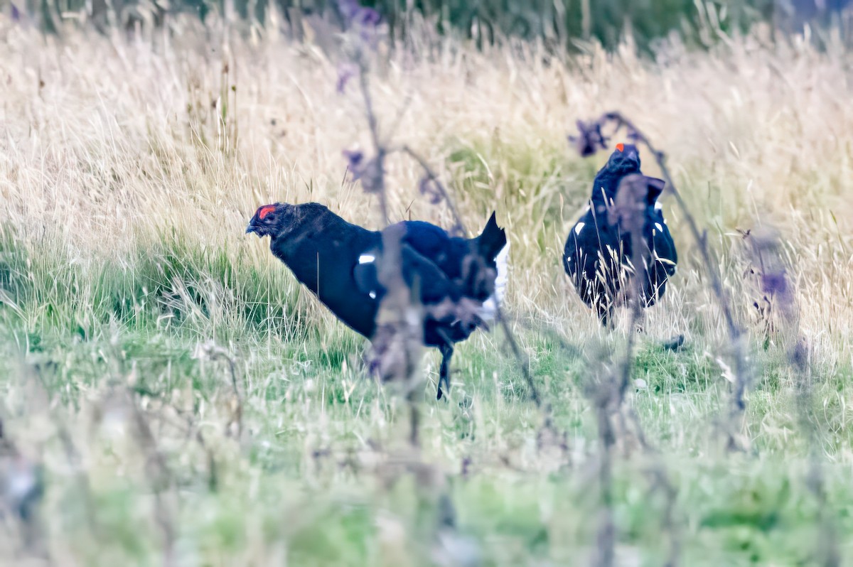 Black Grouse - ML641547028