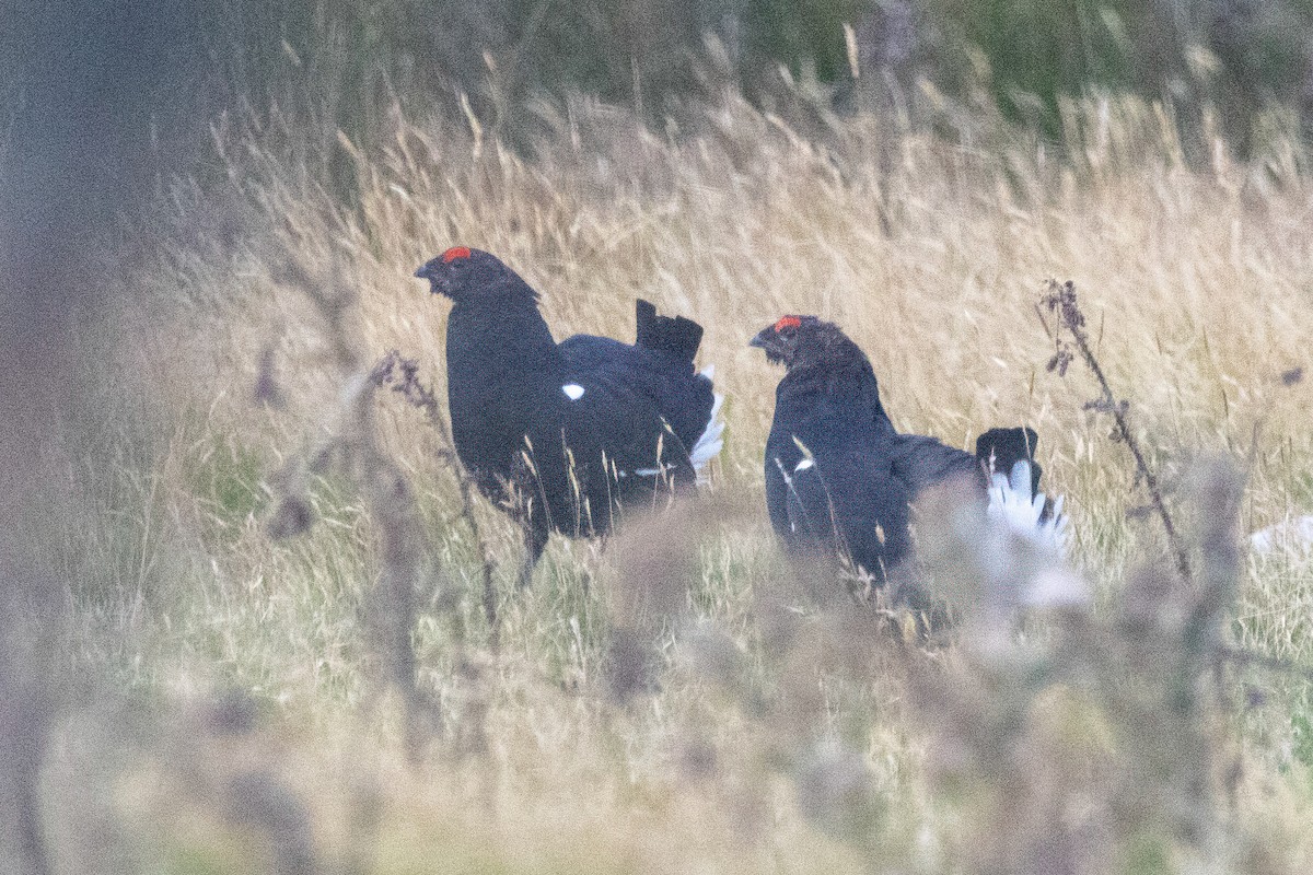 Black Grouse - ML641547034