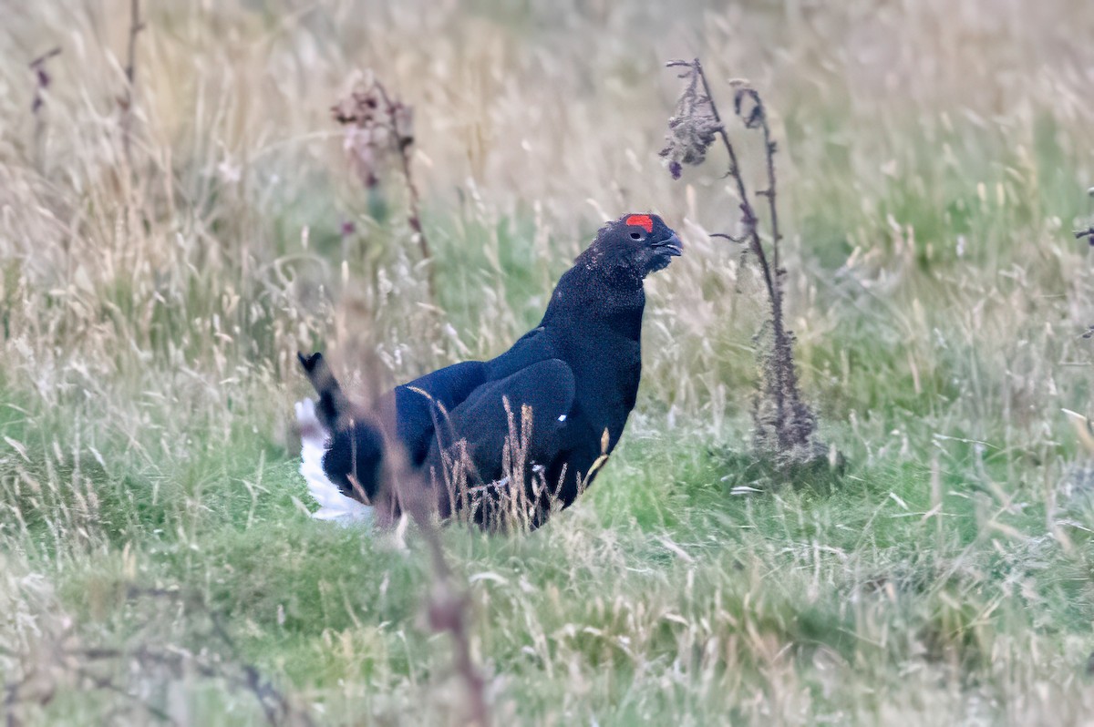 Black Grouse - ML641547036