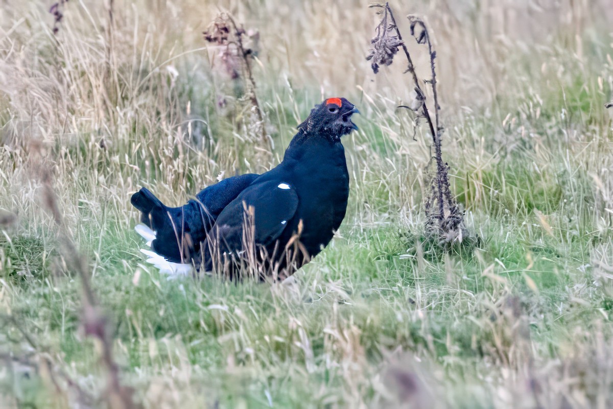 Black Grouse - ML641547037