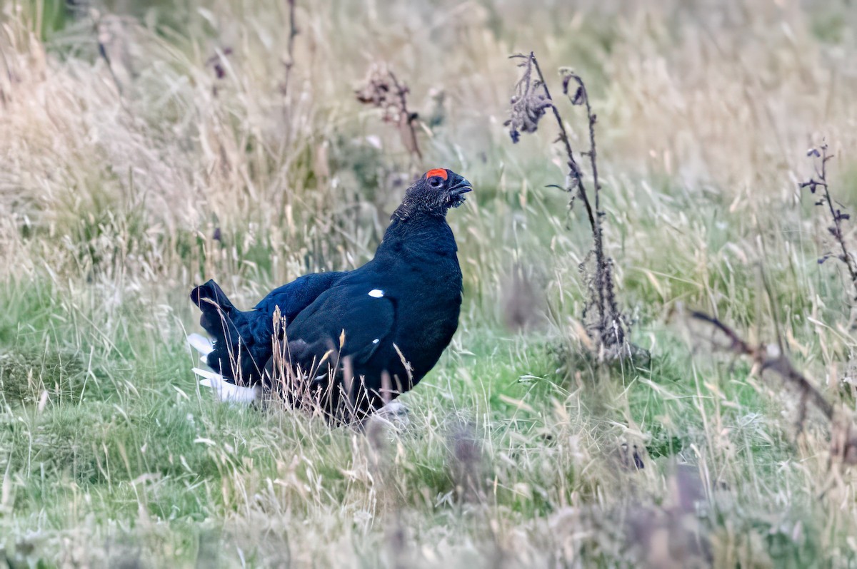 Black Grouse - ML641547043