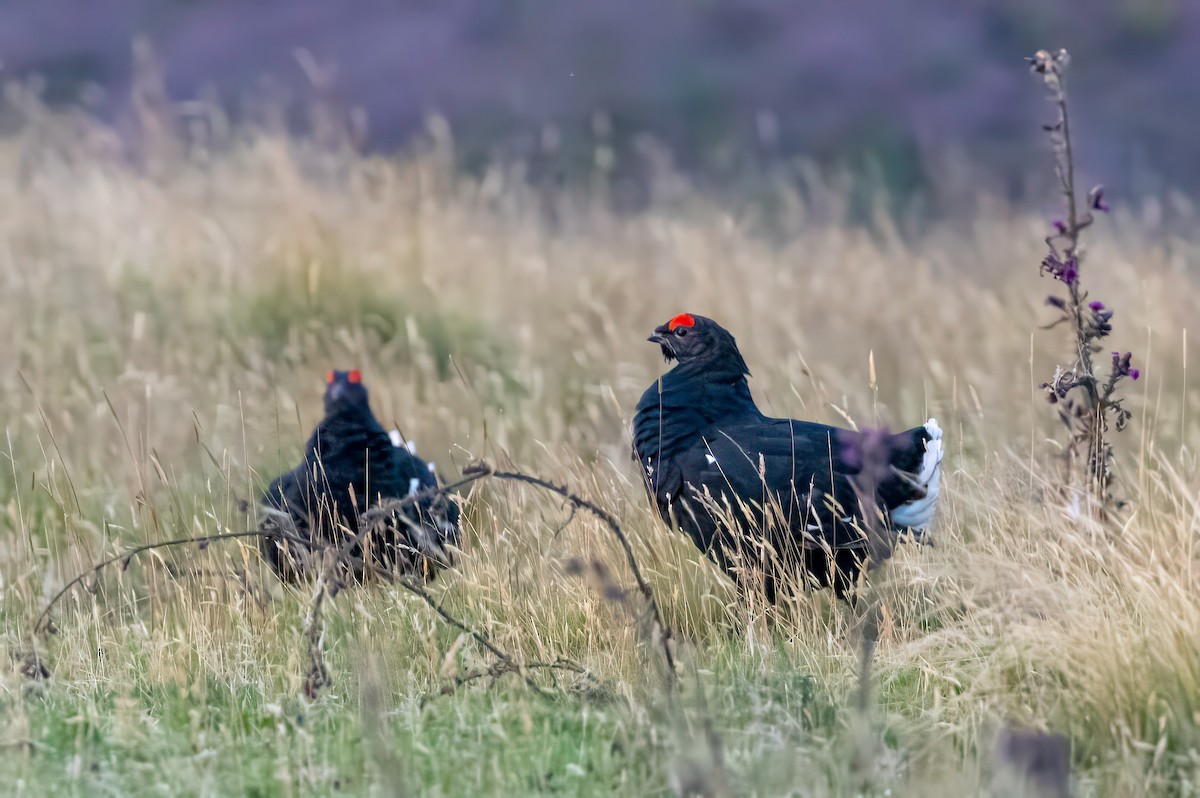 Black Grouse - ML641547048