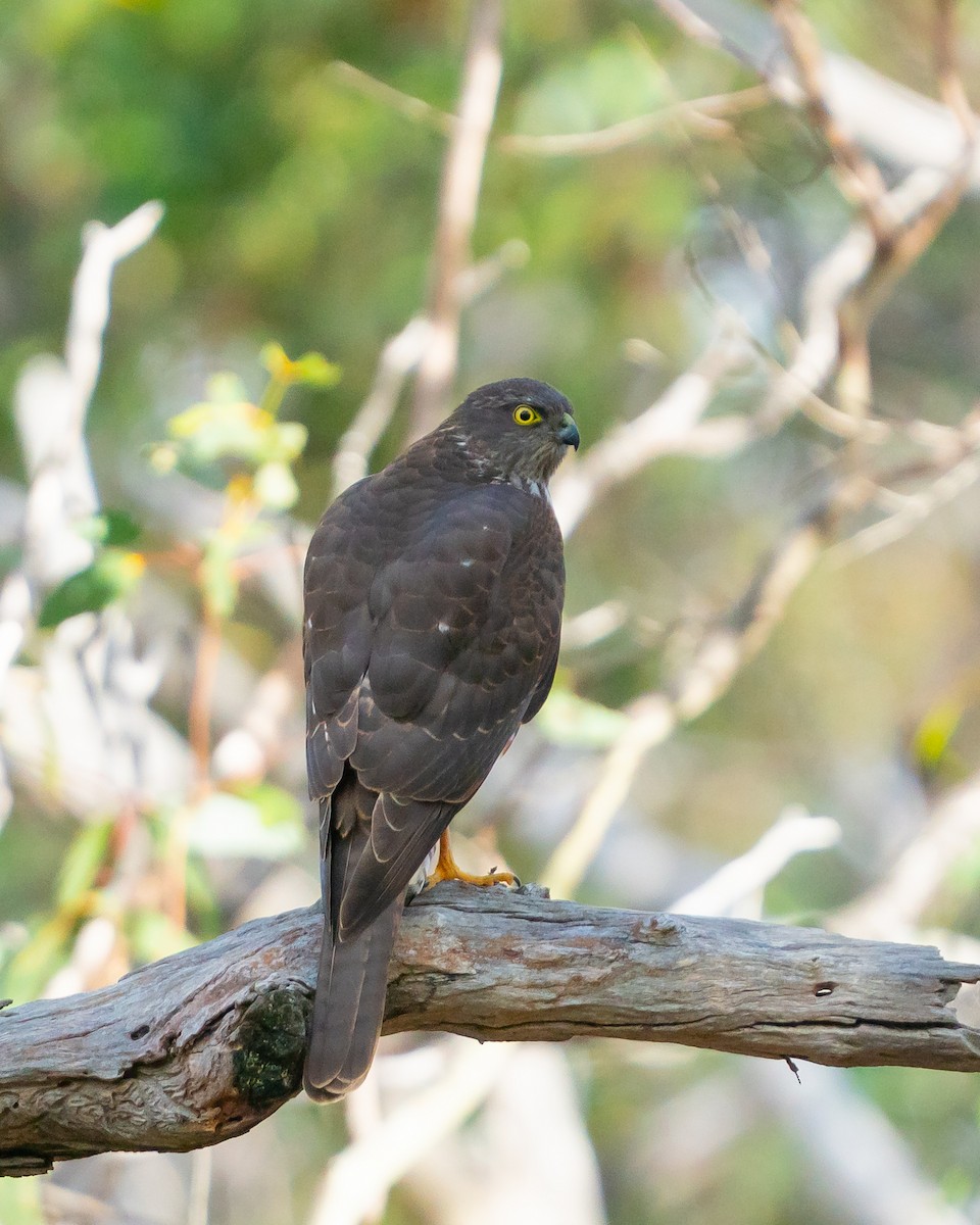 Collared Sparrowhawk - ML641547056