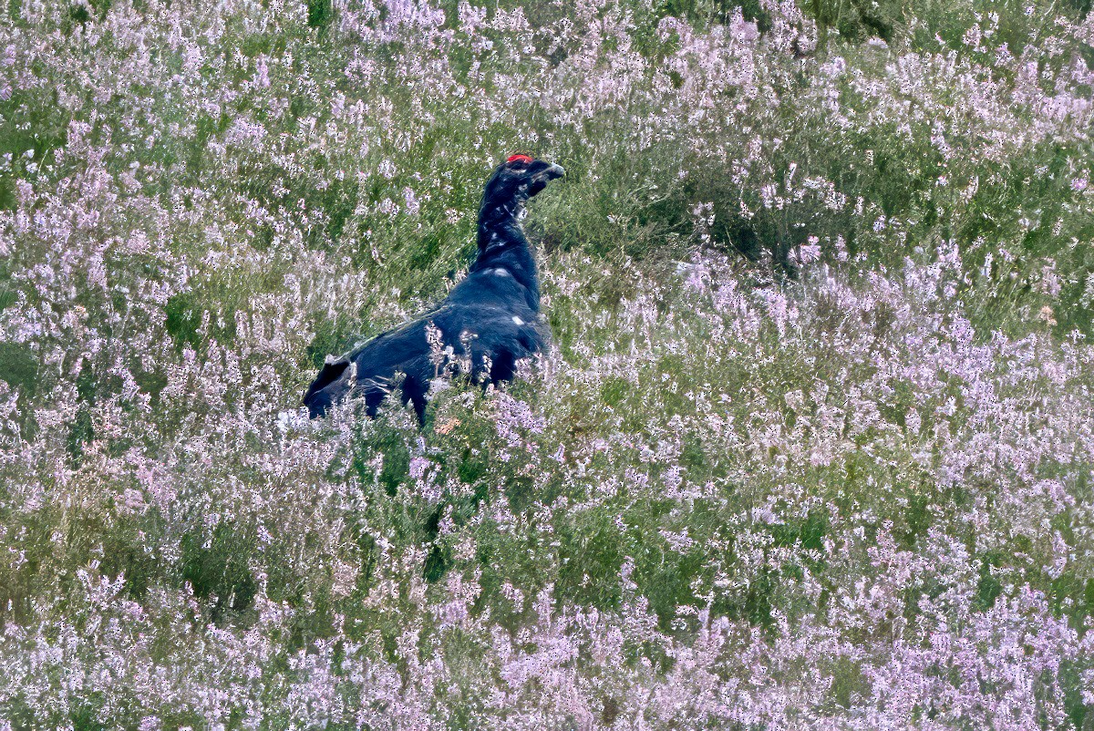 Black Grouse - ML641547080