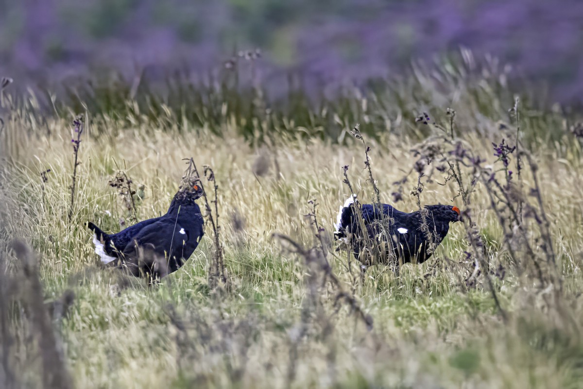 Black Grouse - ML641547088