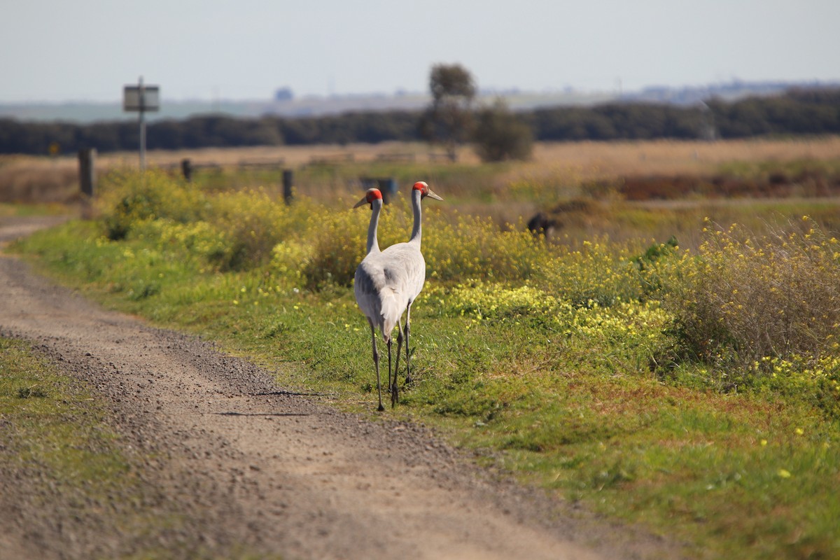 Brolga - ML641547123