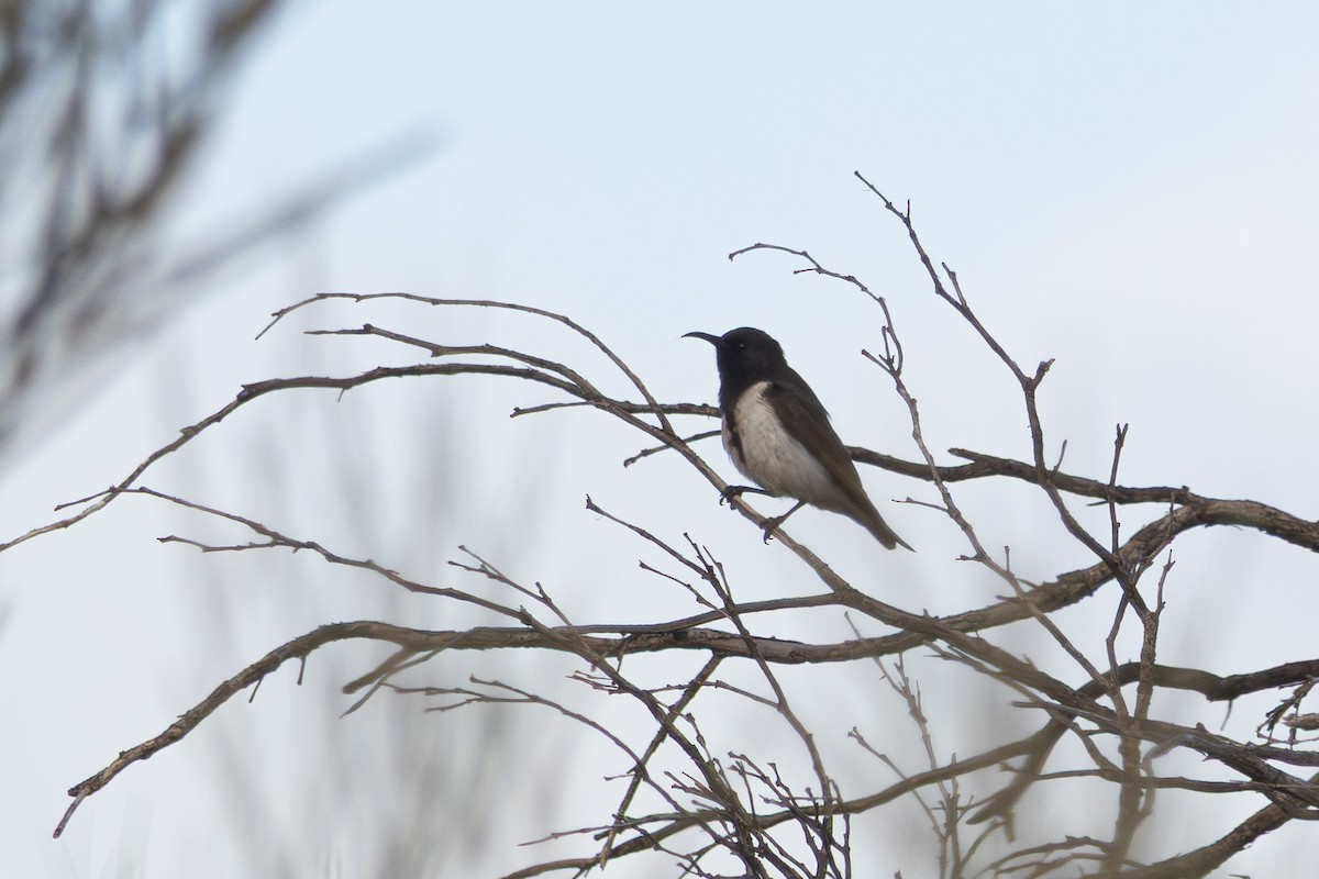 Black Honeyeater - ML641547125