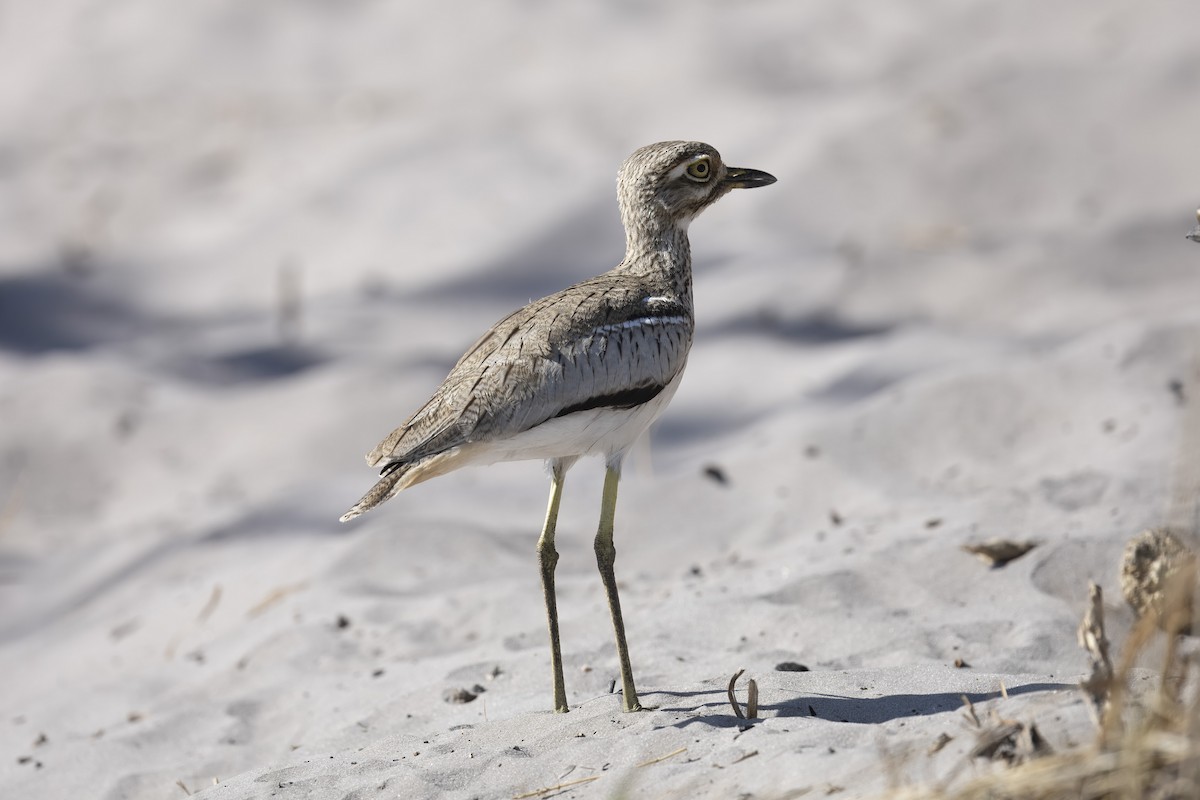 Water Thick-knee - ML641547126