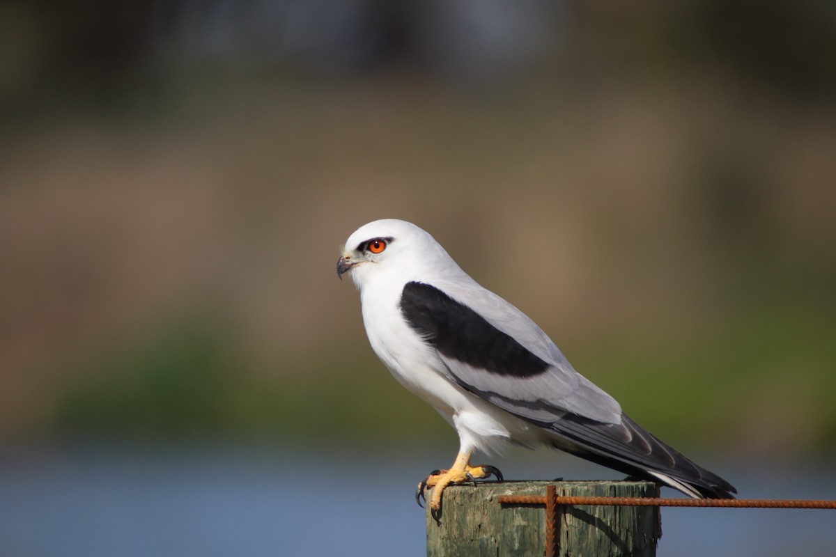 Black-shouldered Kite - ML641547150