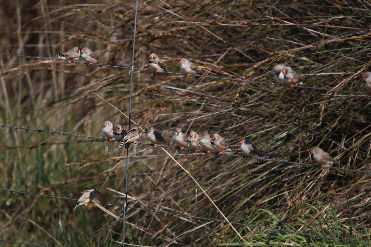 Zebra Finch (Australian) - ML641547165