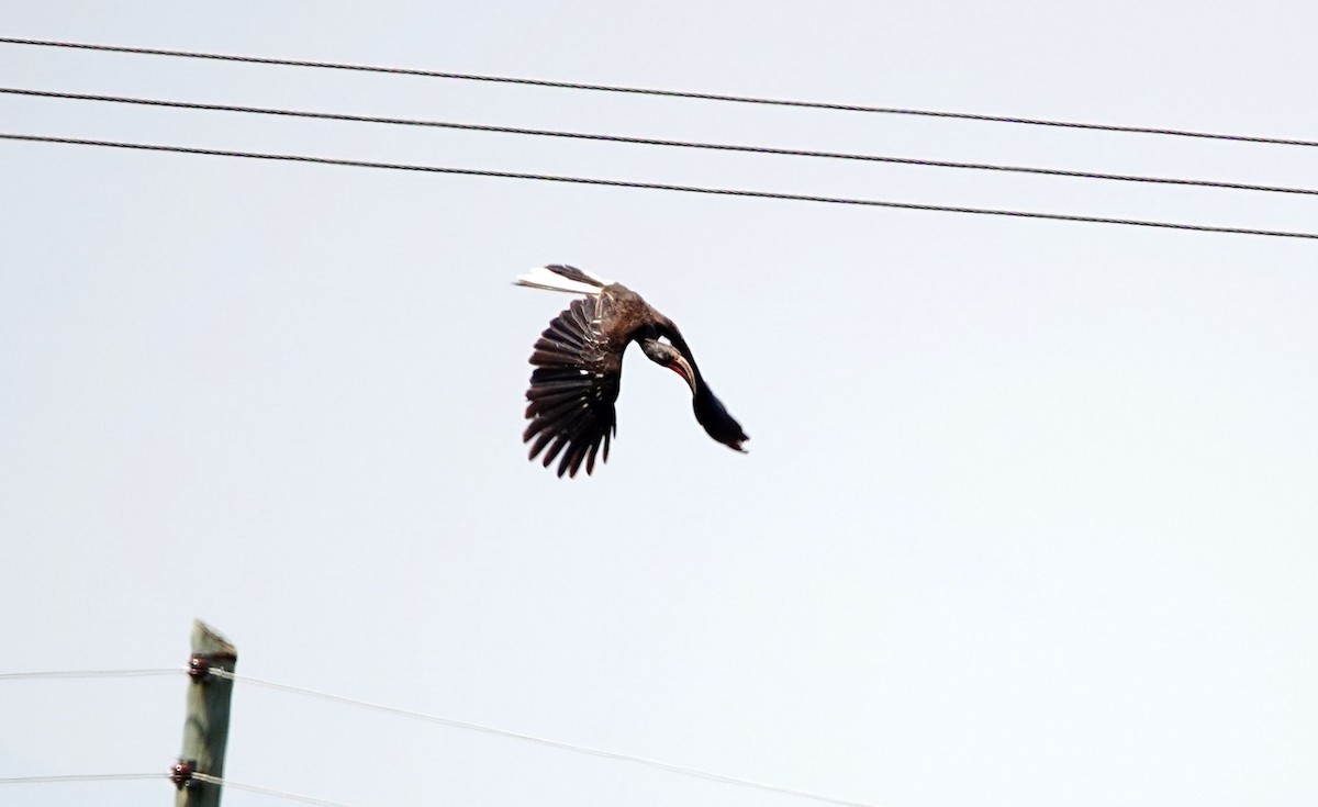 Hemprich's Hornbill - ML641547202