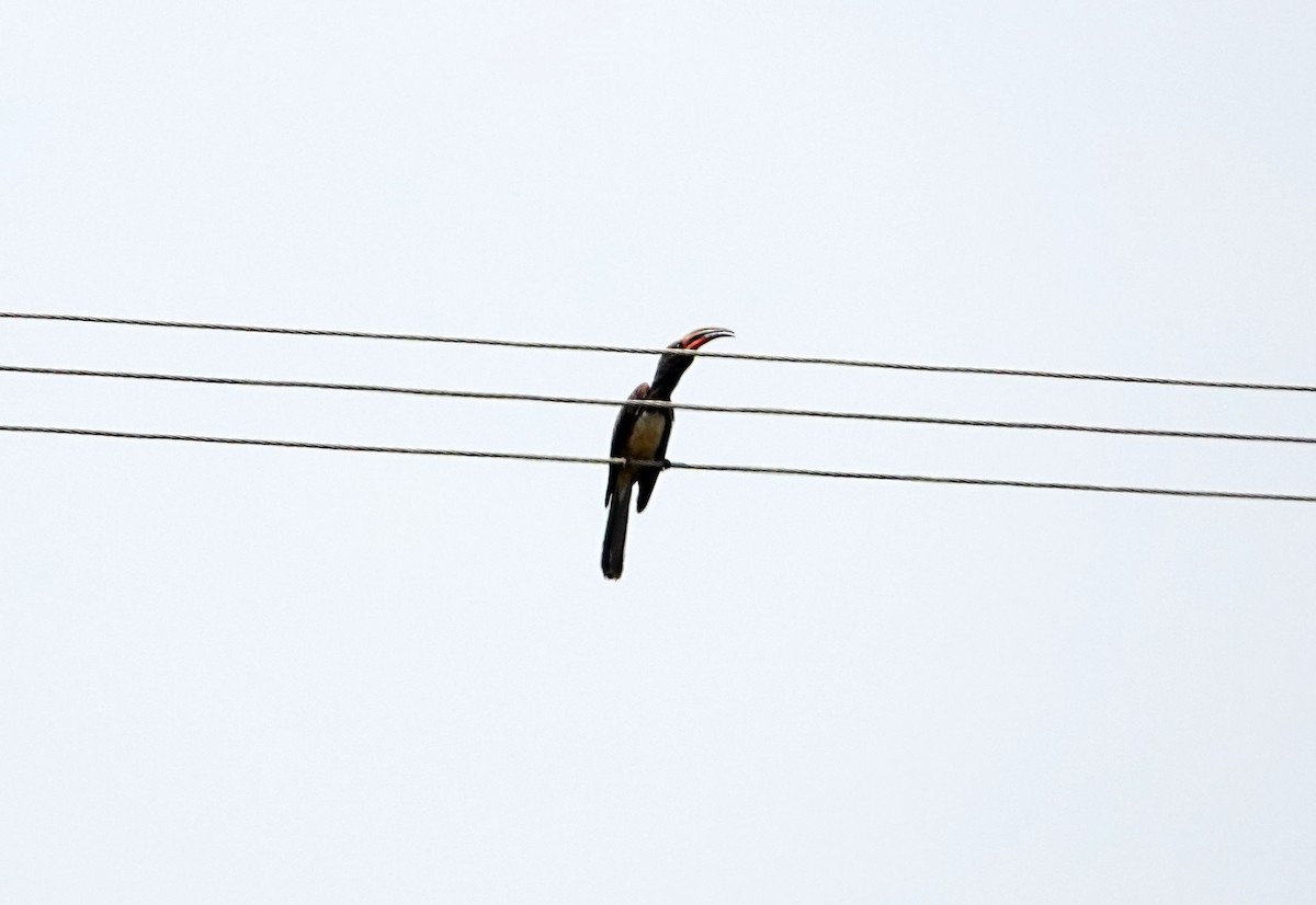 Hemprich's Hornbill - ML641547203