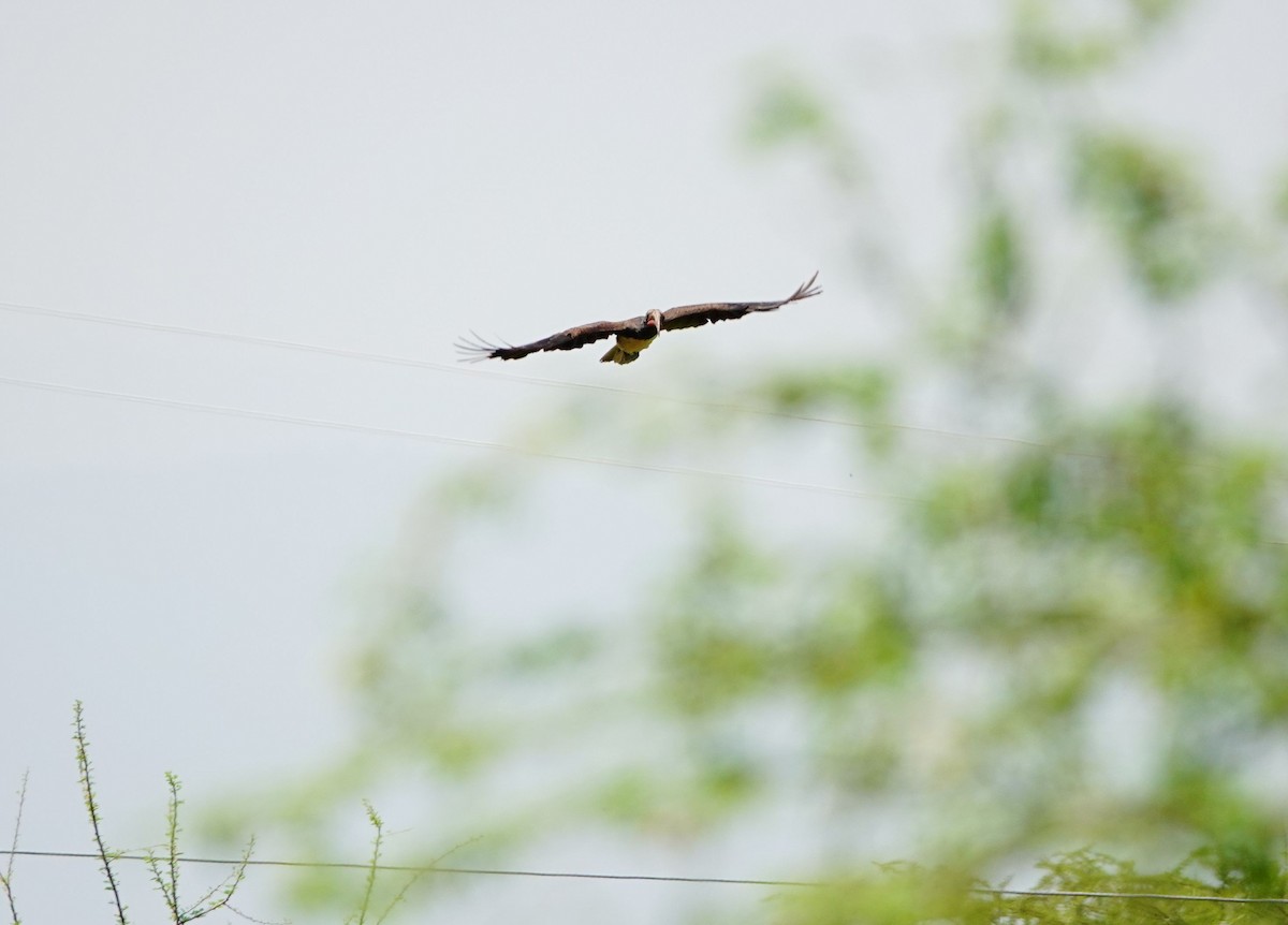 Hemprich's Hornbill - ML641547213