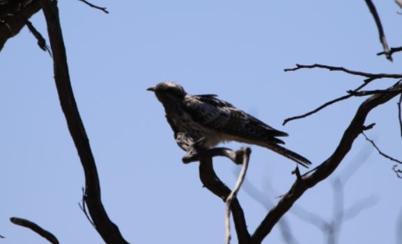 Pallid Cuckoo - ML641547217